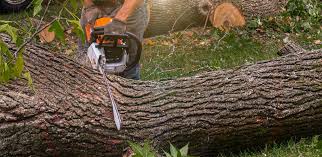 Best Soil Testing and Treatment  in Discovery Bay, CA