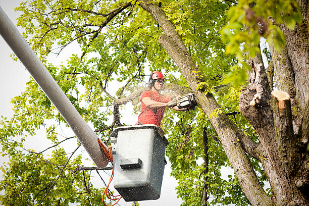 Best Tree Disease Treatment  in Discovery Bay, CA